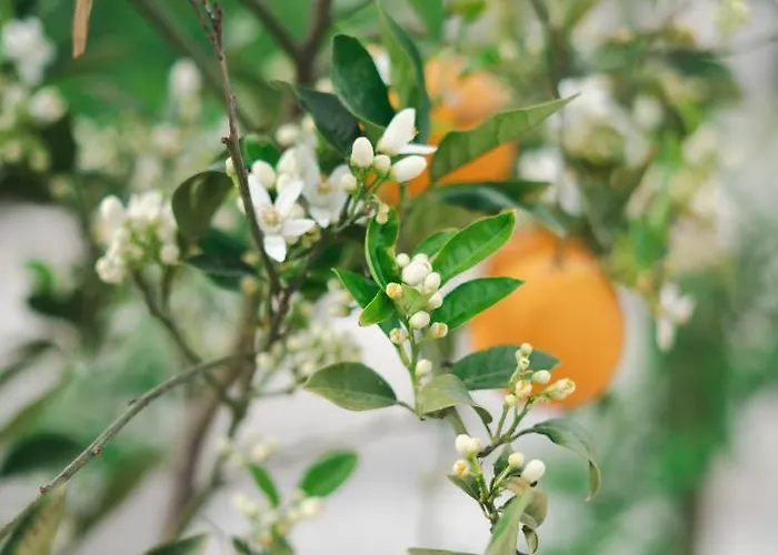 Poseidon Apartmanhotel